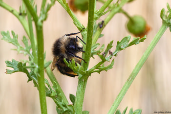 Bee on stem close-up This close-up still life photograph captures a bee perched on the stem and leaves of a ragwort plant in the early morning during the summer season. The image highlights the intricate relationship found in nature between bees and the plants and flowers they visit, showcasing the fine details of the bee’s body and its interaction with the ragwort. The background features blurred elements of surrounding plants, allowing the bee and ragwort to stand out prominently. This photograph offers a detailed view of insects within their habitat, illustrating the important role bees play in the pollination of flowers and plants.
